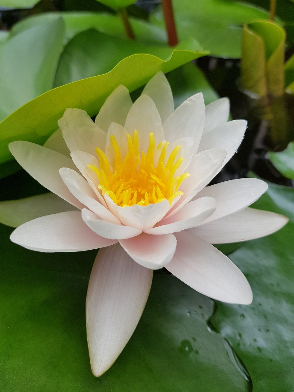 lotus  flower  white free photo