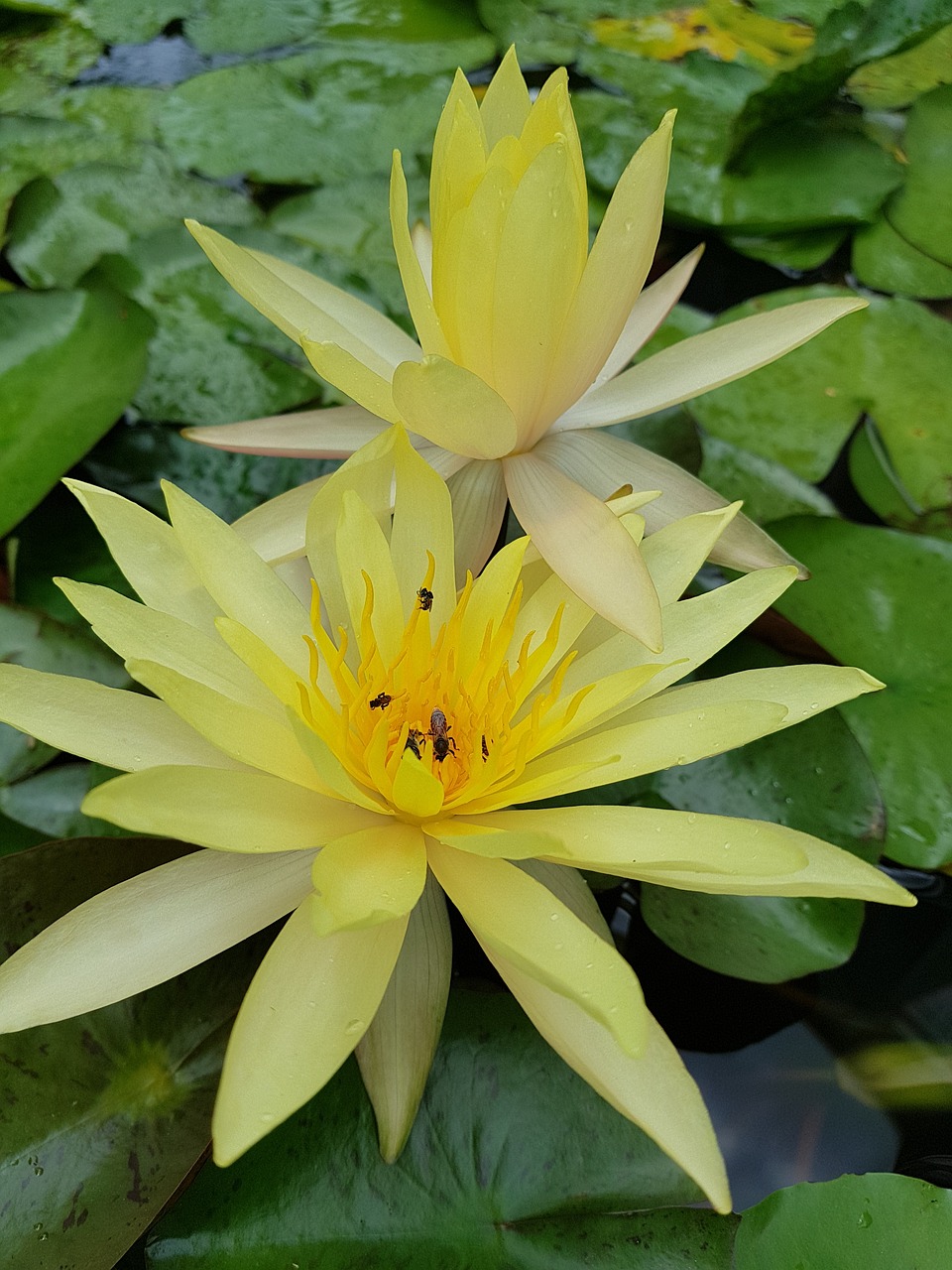 lotus  lily  flower free photo