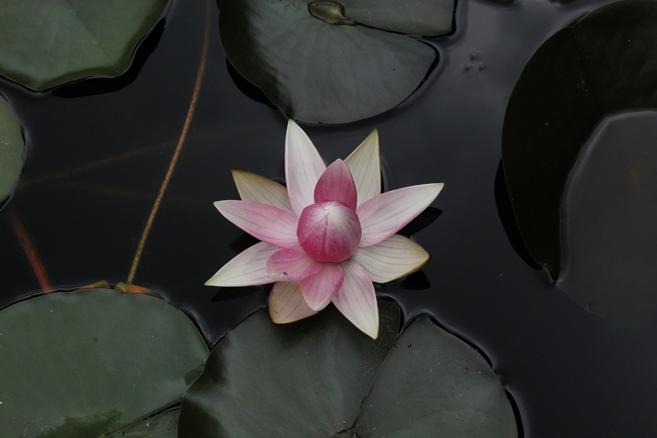 lotus  water lily  garden free photo