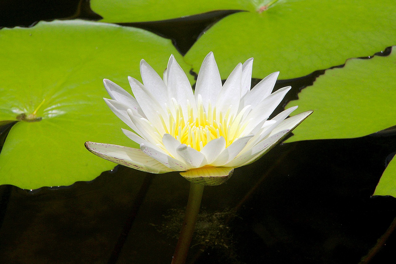 lotus  lotus white  flower free photo