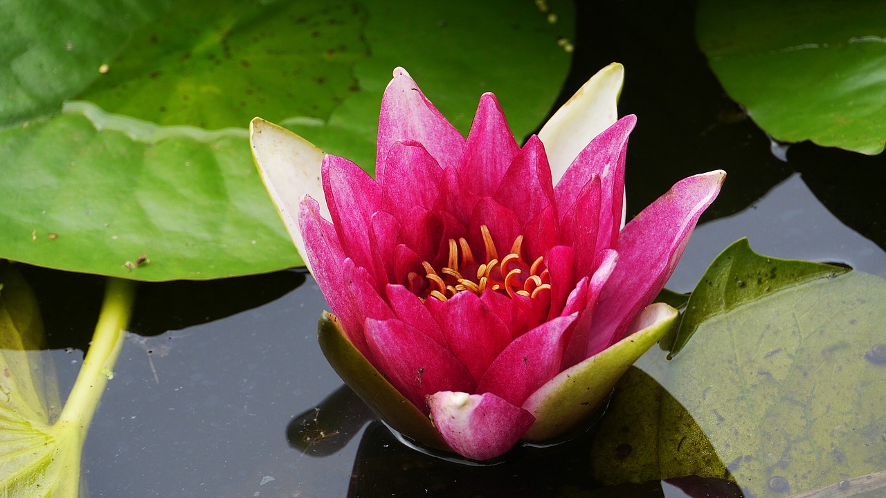 lotus  plants  flowers free photo