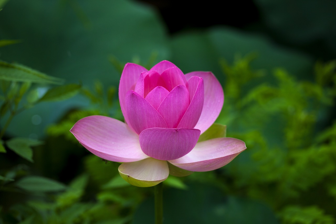 lotus  flowers  pond free photo