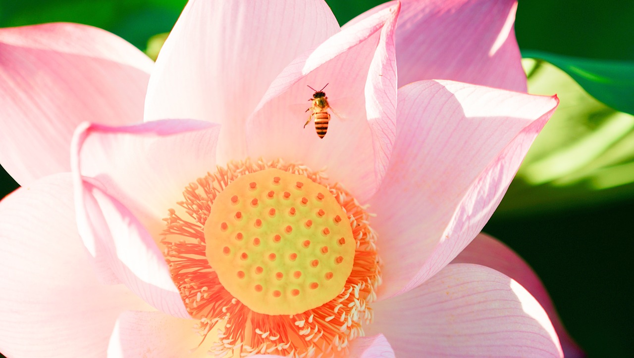 lotus  bee  insects free photo