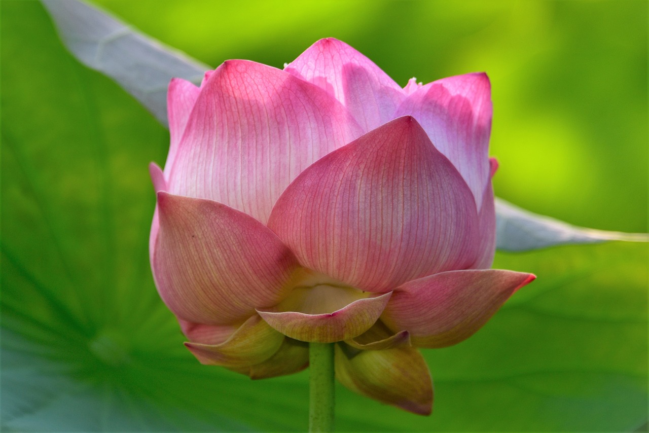 lotus  flower  flora free photo