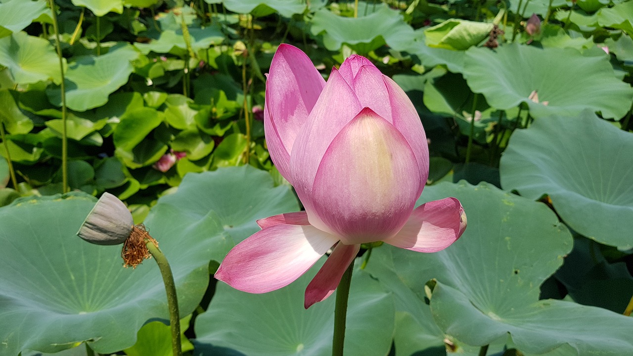 lotus  lotus leaf  flowers free photo