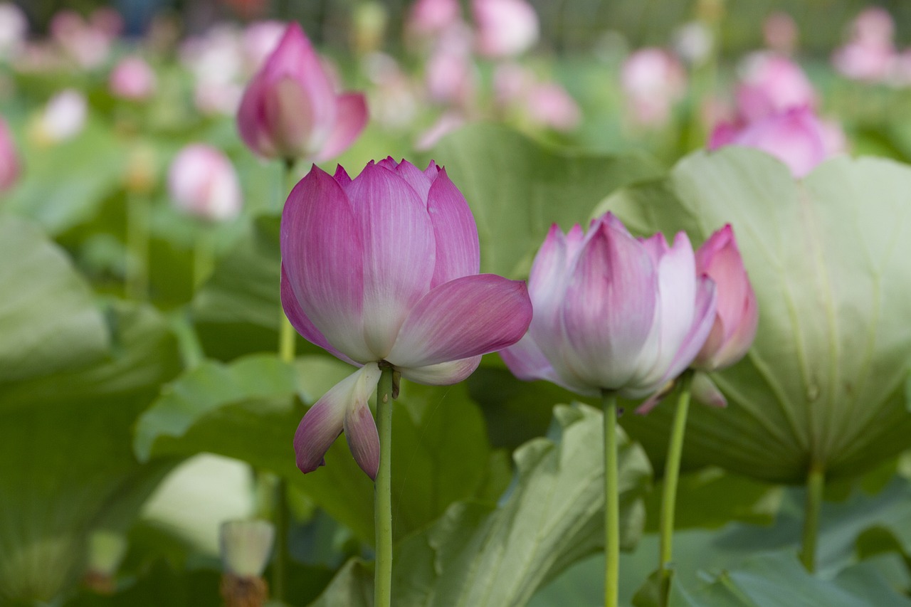 lotus  nature  pond free photo