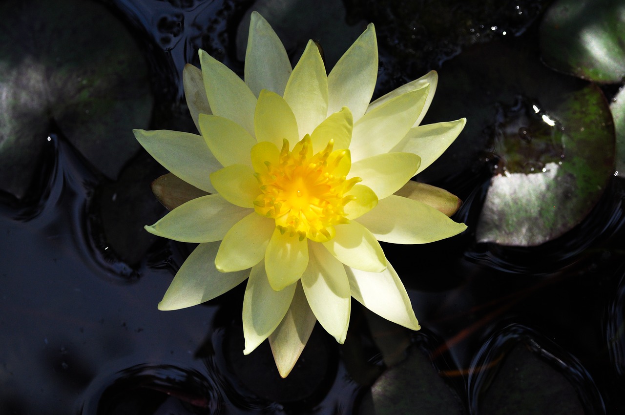 lotus  flower  water free photo