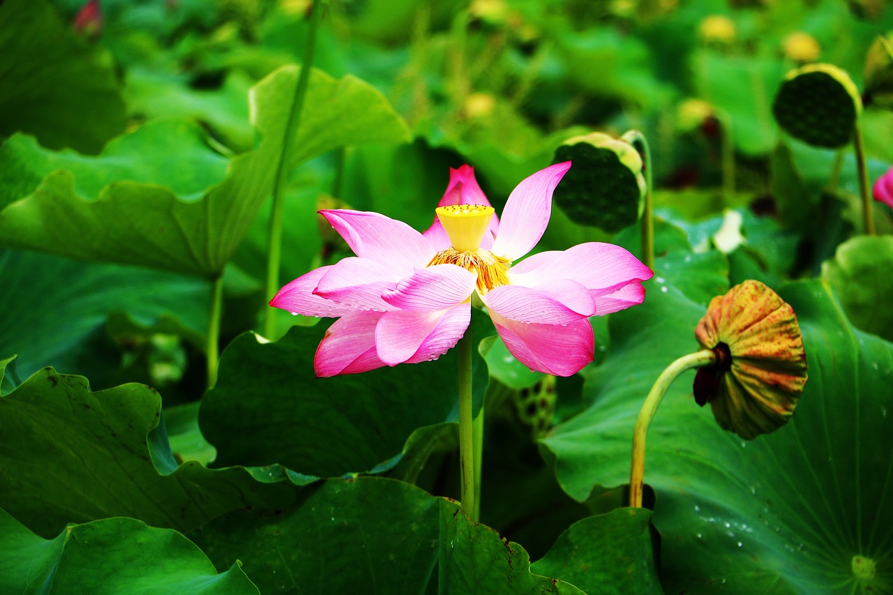 lotus  lotus leaf  flower free photo