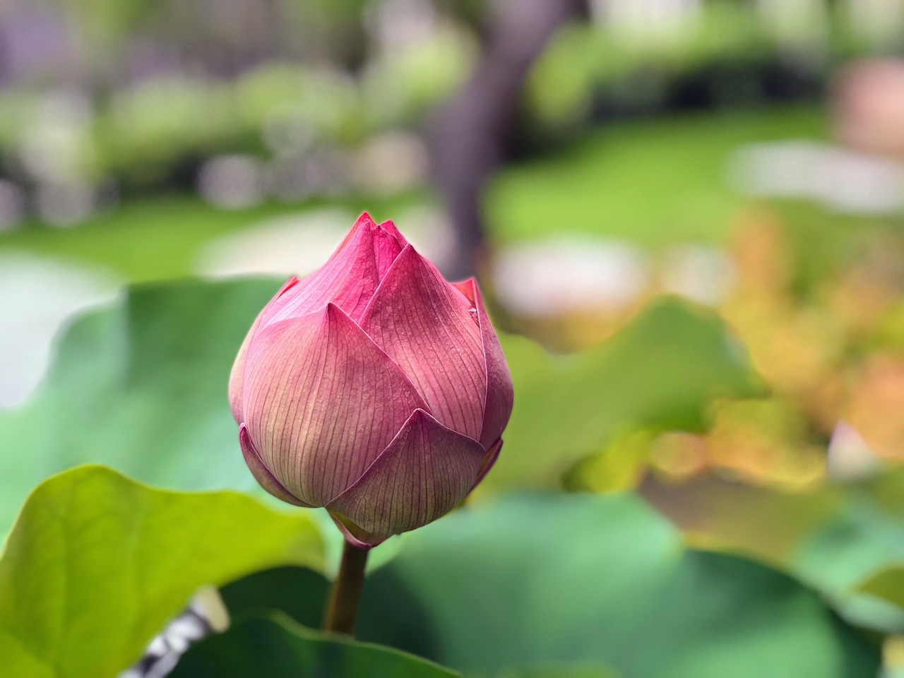 lotus  bud  johnson show free photo