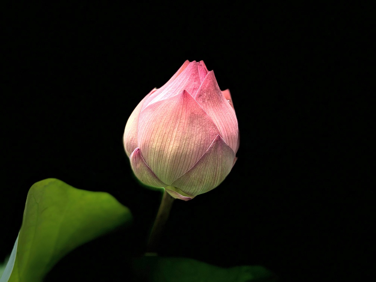 lotus  pink  green leaves free photo