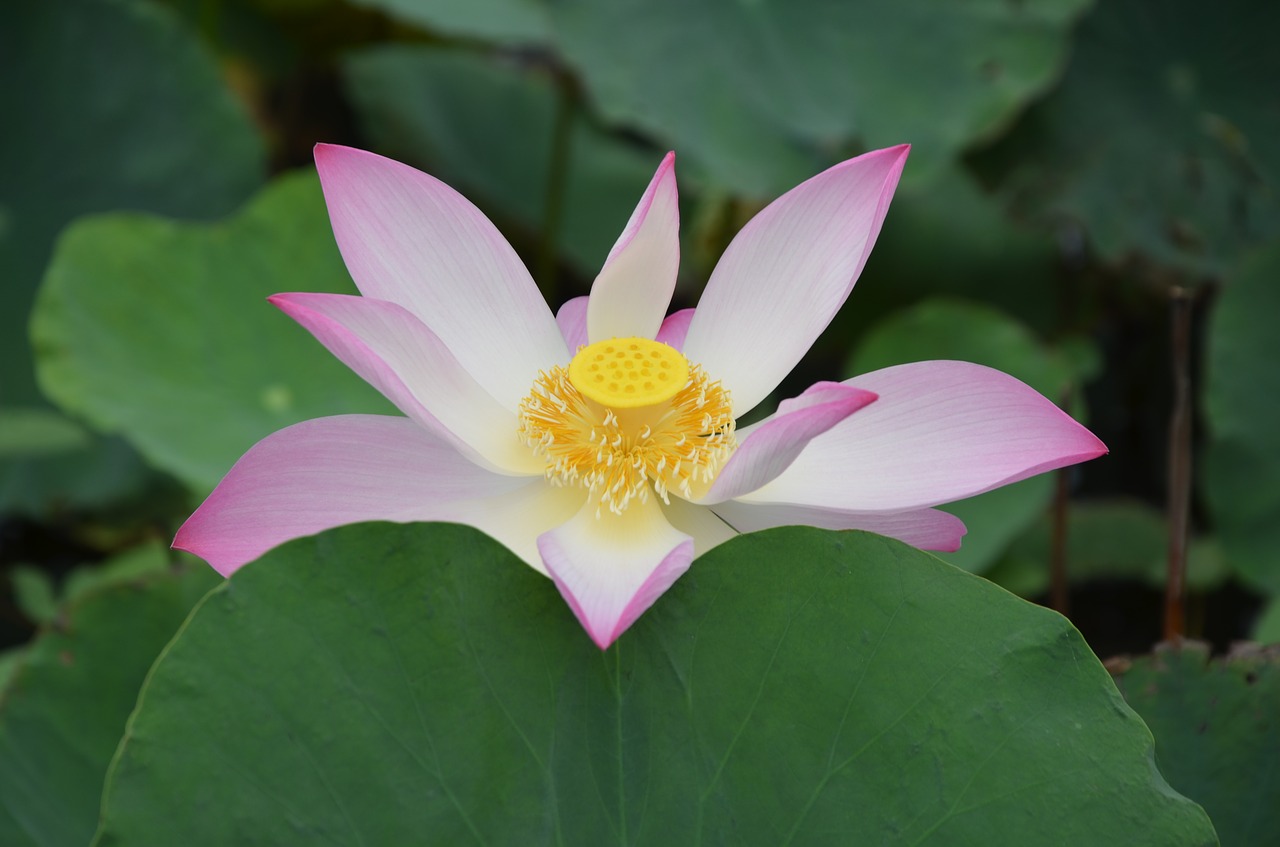 lotus  flower  pink free photo