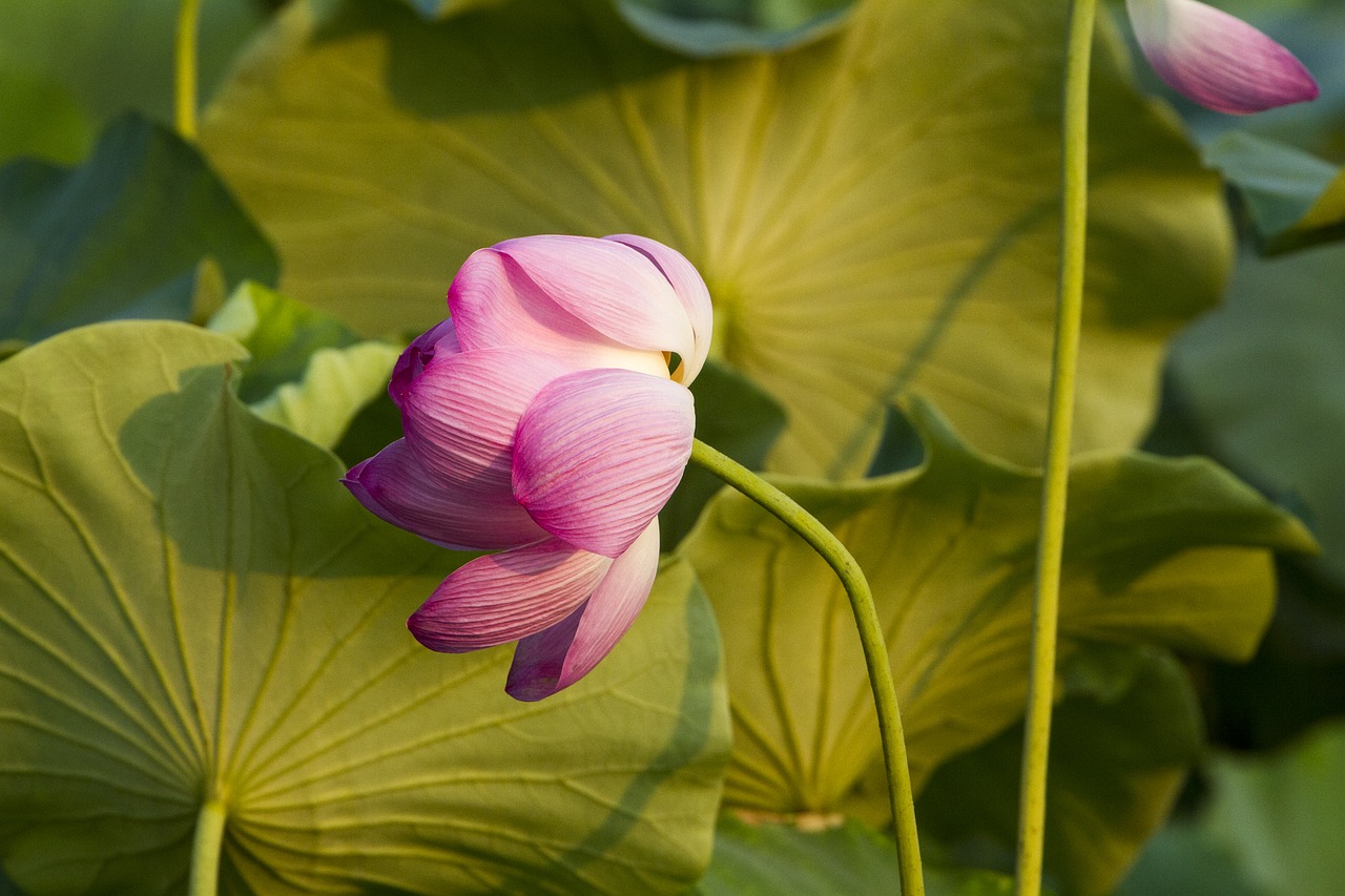 lotus  aquatic plants  lotus leaf free photo