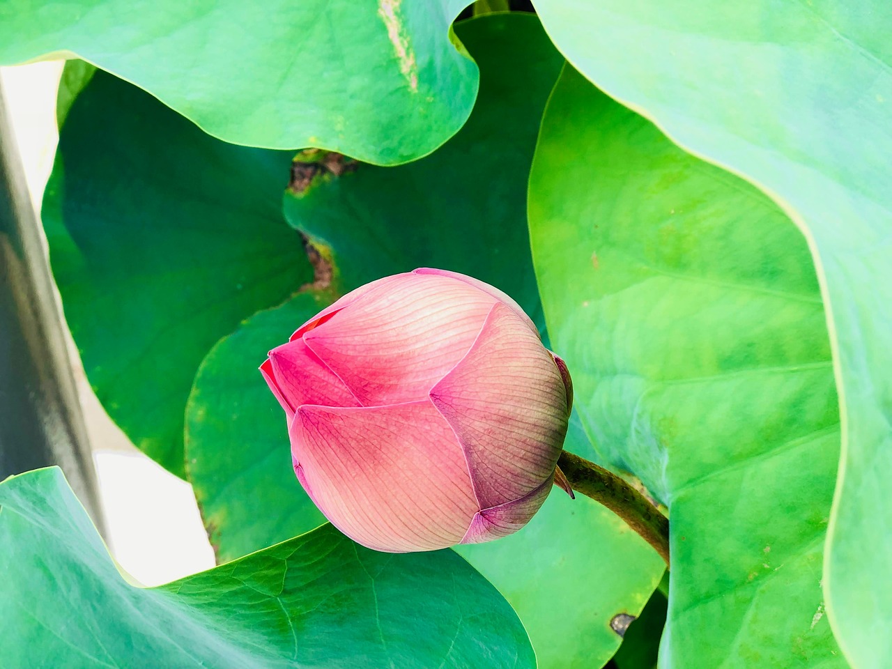 lotus  bud  green leaves free photo