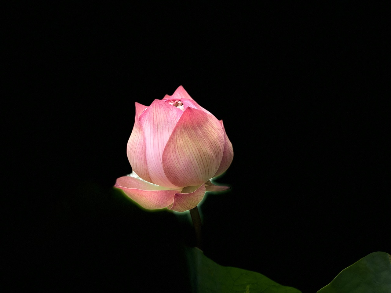 lotus  bud  green leaves free photo