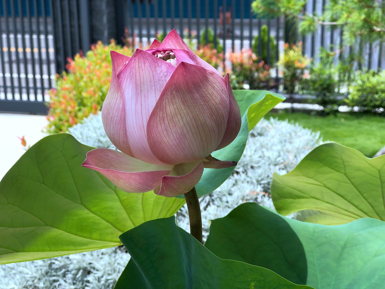 lotus  bud  green leaves free photo