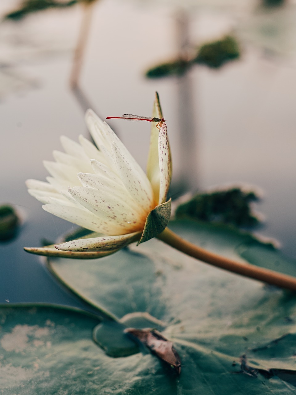 lotus  dragonfly  nature free photo