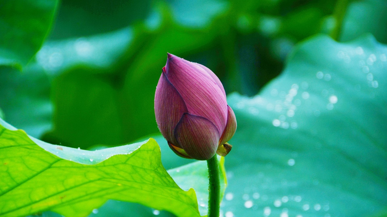 lotus  peaks  blossom free photo