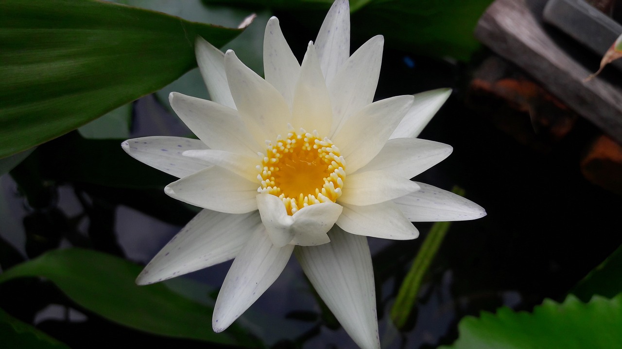 lotus  flowers  plant free photo