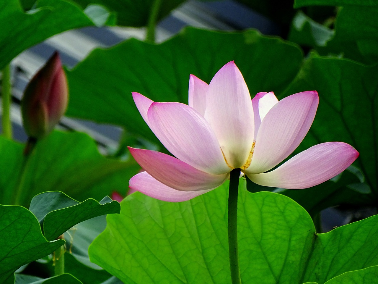 lotus  flower  nature free photo