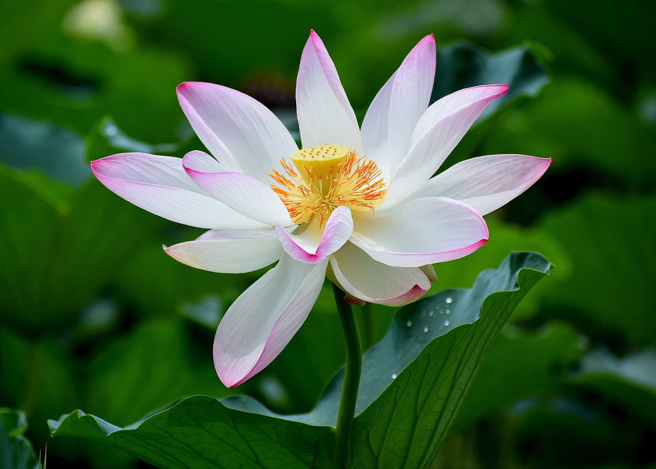 lotus  flower  nature free photo