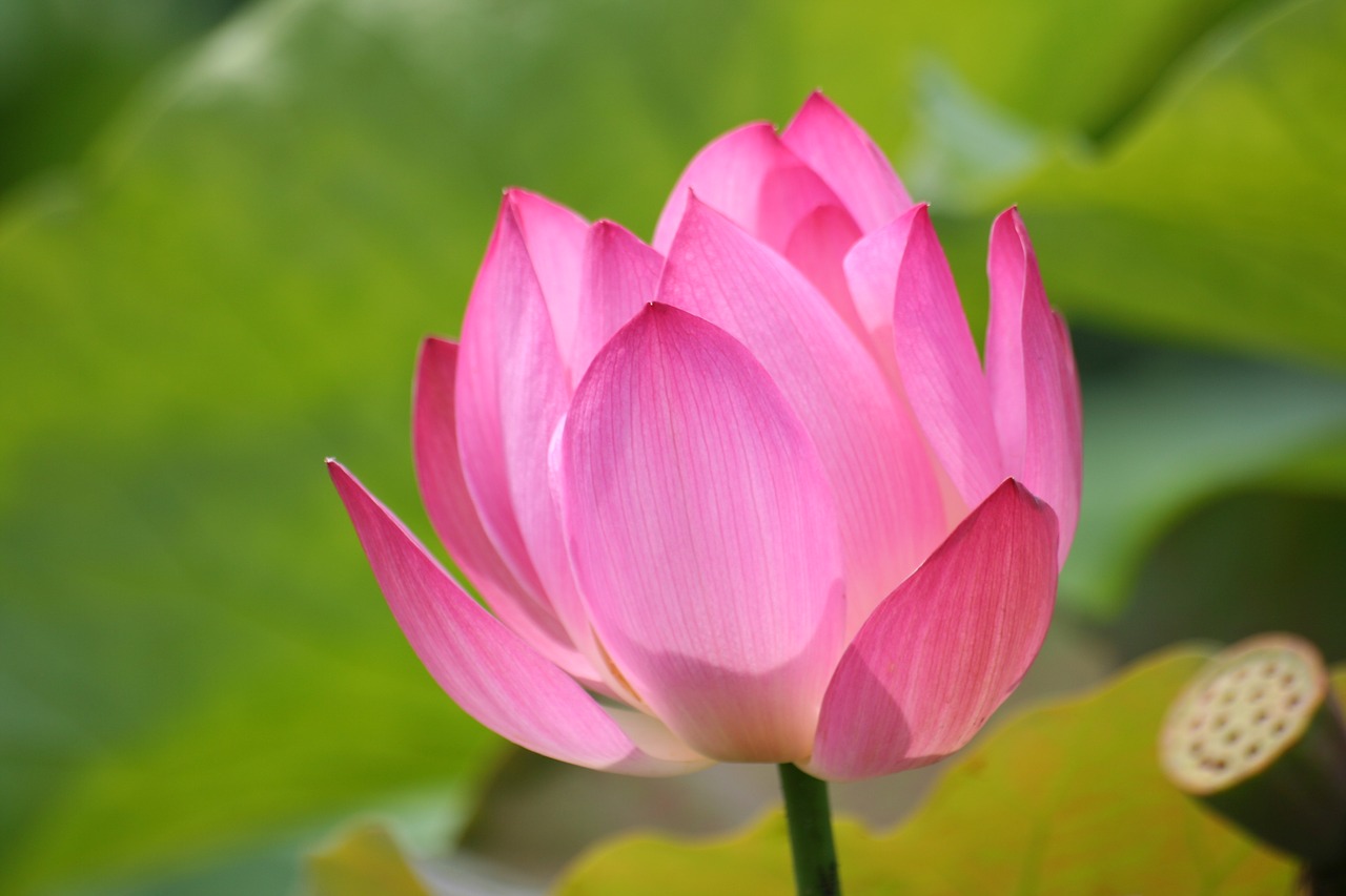 lotus  pink flower  pond free photo