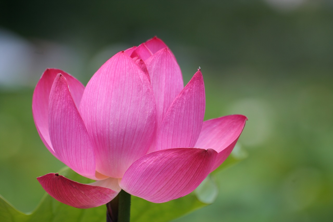 lotus  pink flower  pond free photo