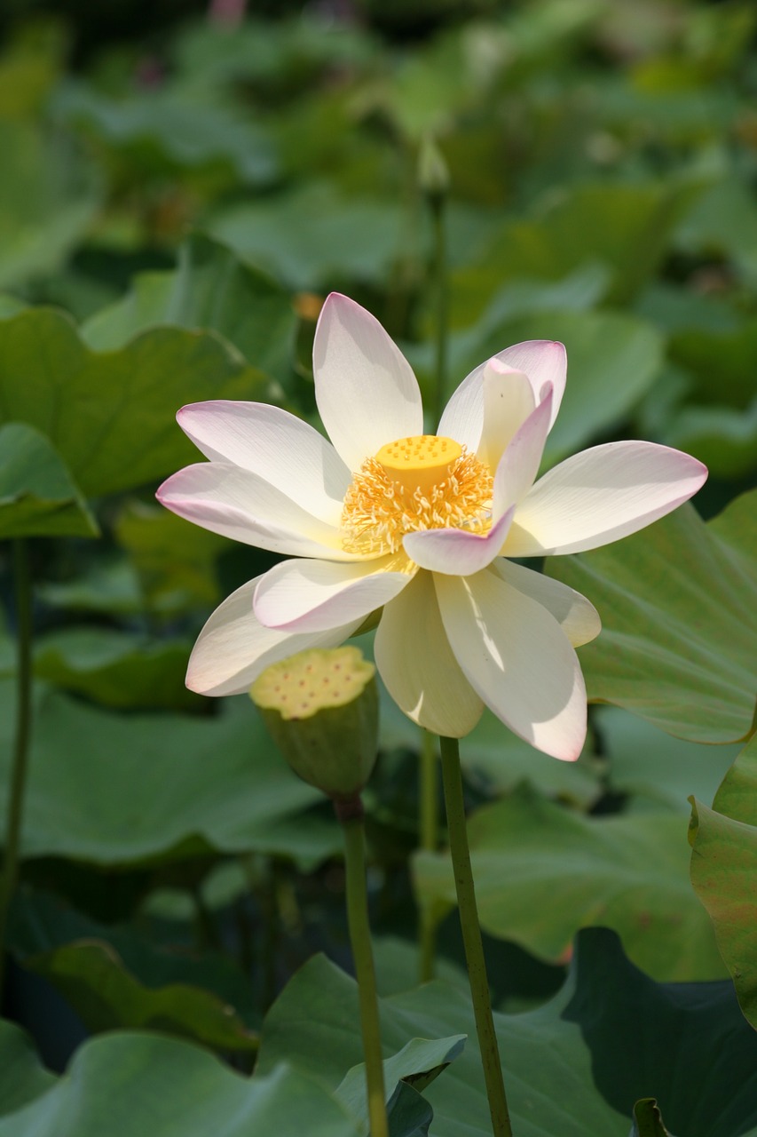 lotus  white flowers  pond free photo