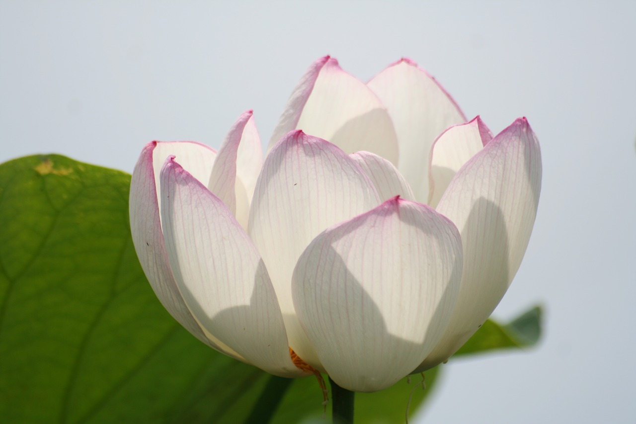 lotus  white flowers  pond free photo