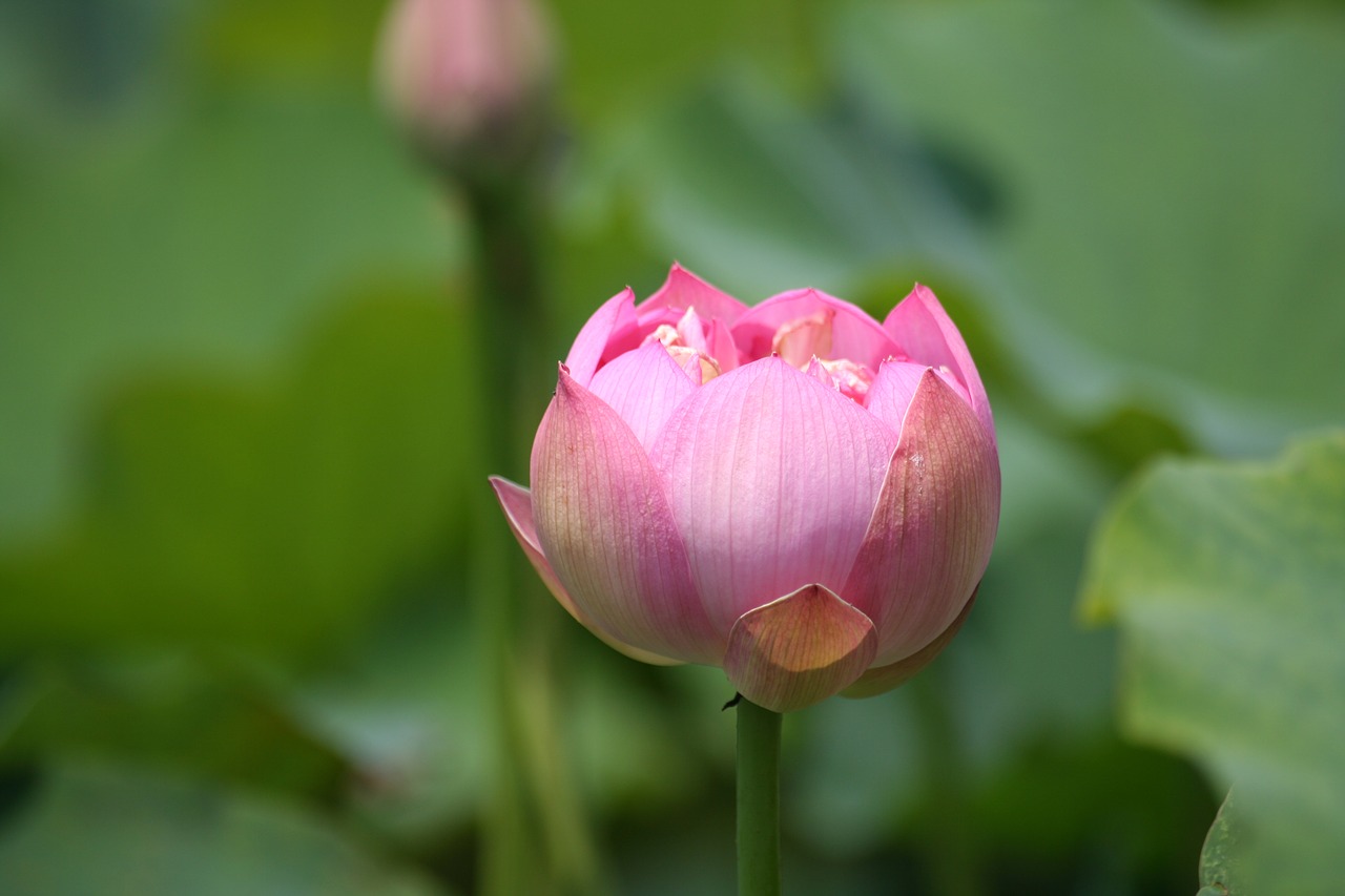 lotus  pink flower  pond free photo