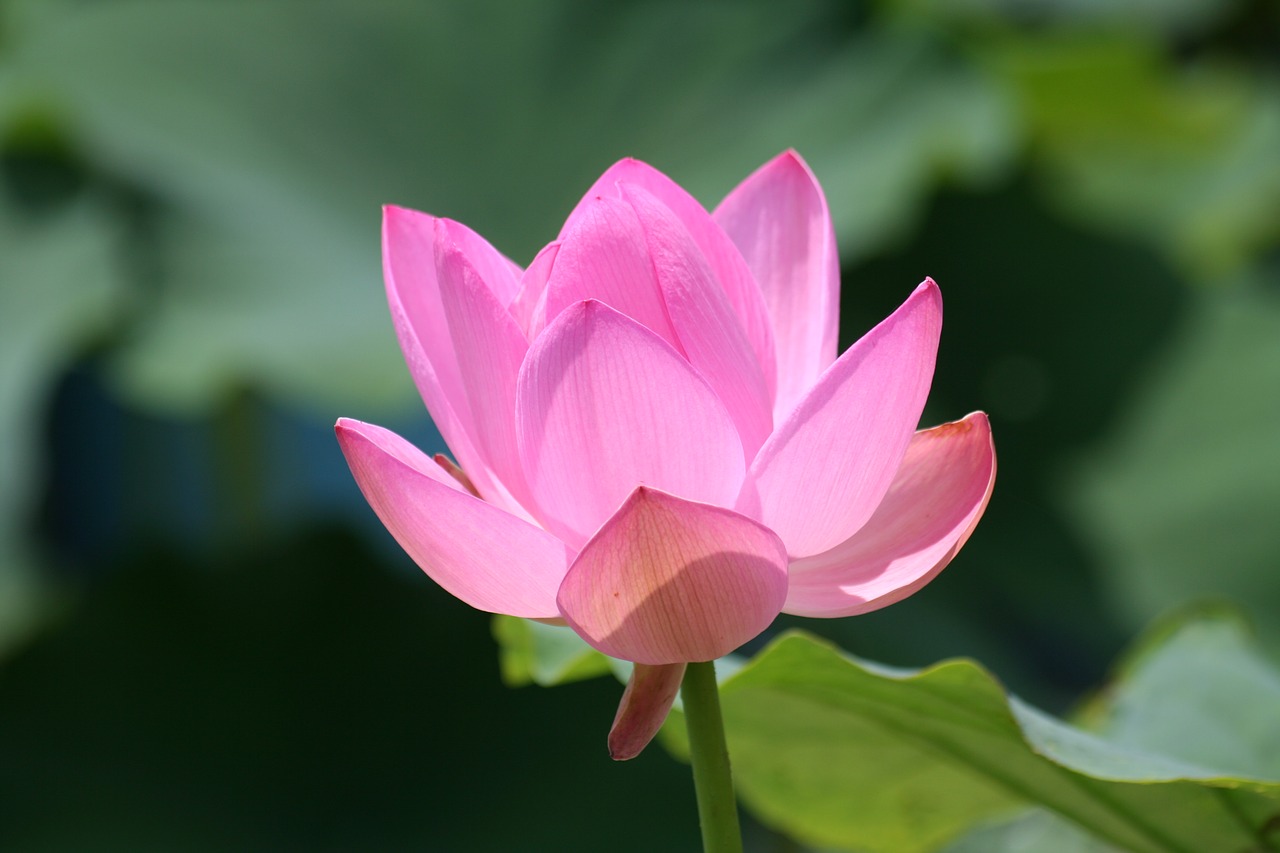 lotus  pink flower  pond free photo