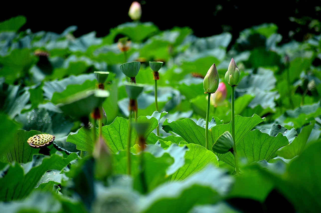 lotus  pond  buds free photo