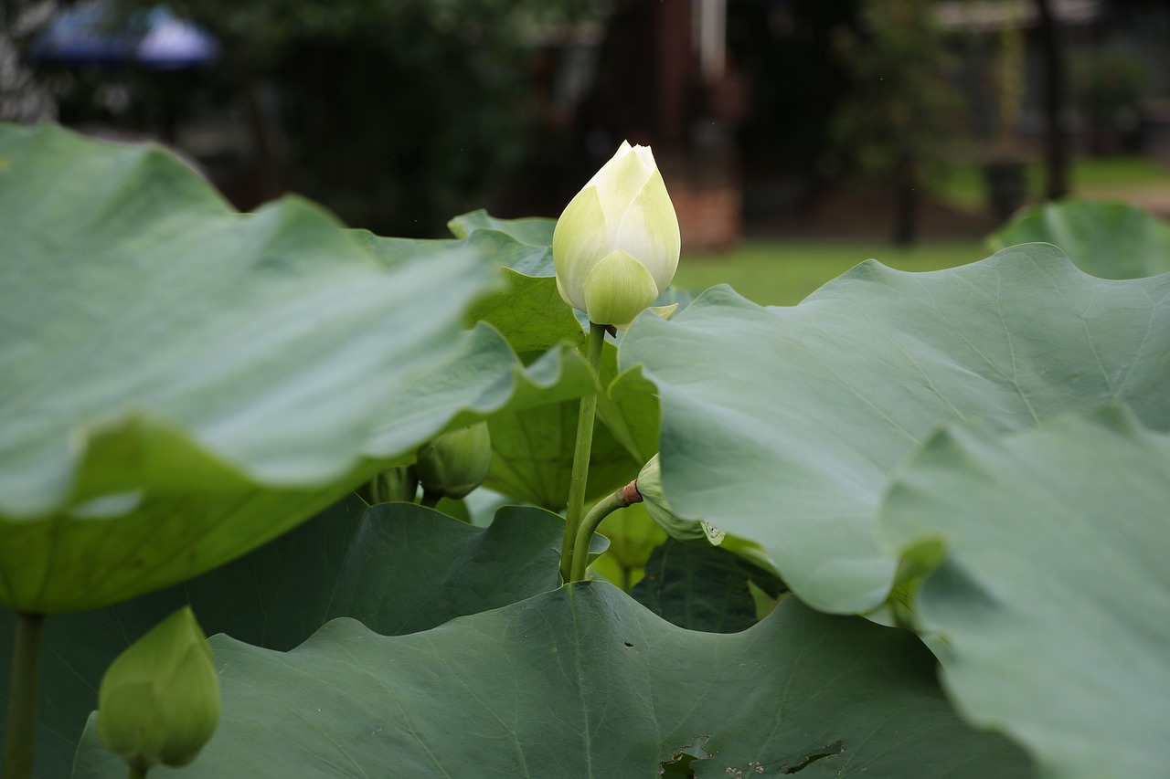 lotus  flower  pond free photo