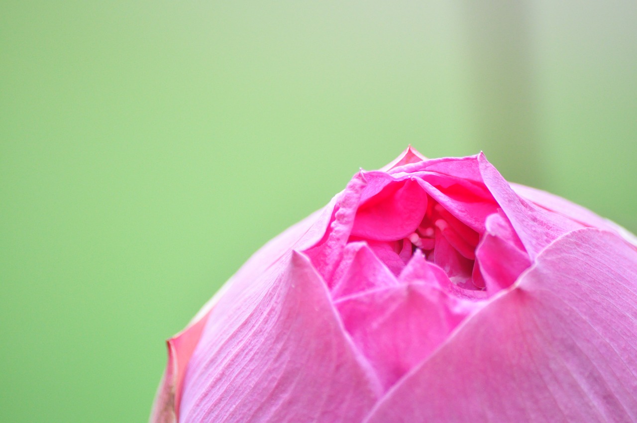 lotus  water lily  pink free photo