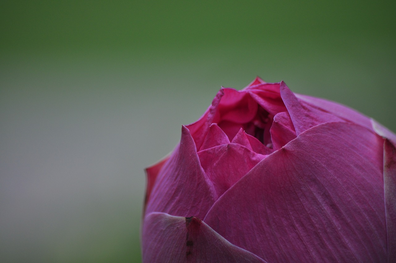 lotus  water lily  pink free photo