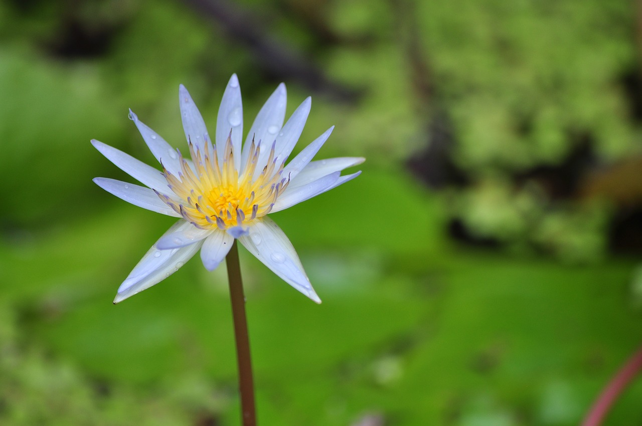 lotus  water lily  pink free photo