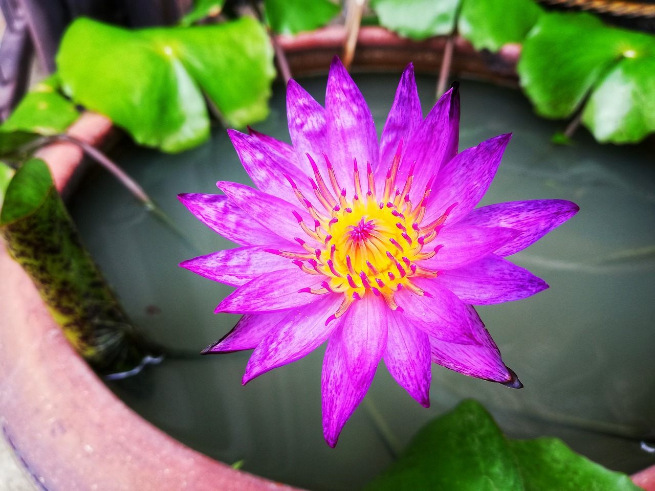 lotus  purple  wood water free photo