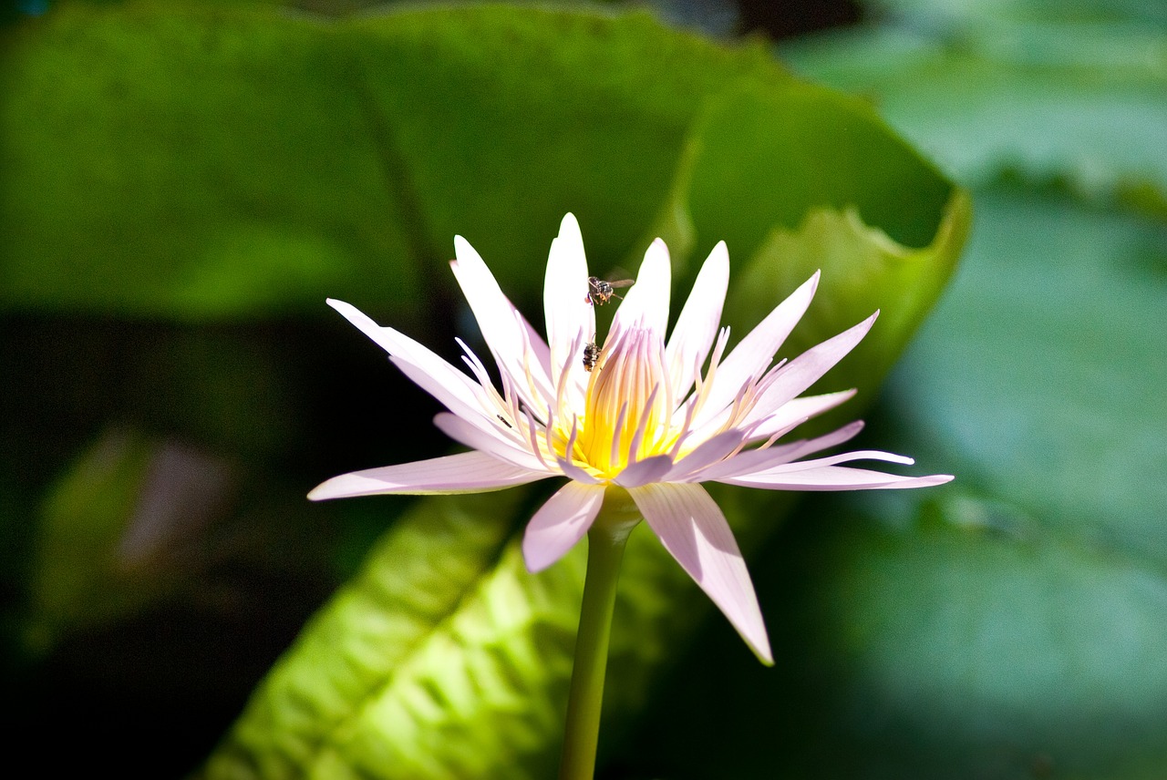 lotus flower blooming free photo