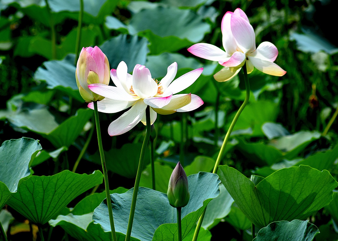 lotus  flowers  pond free photo