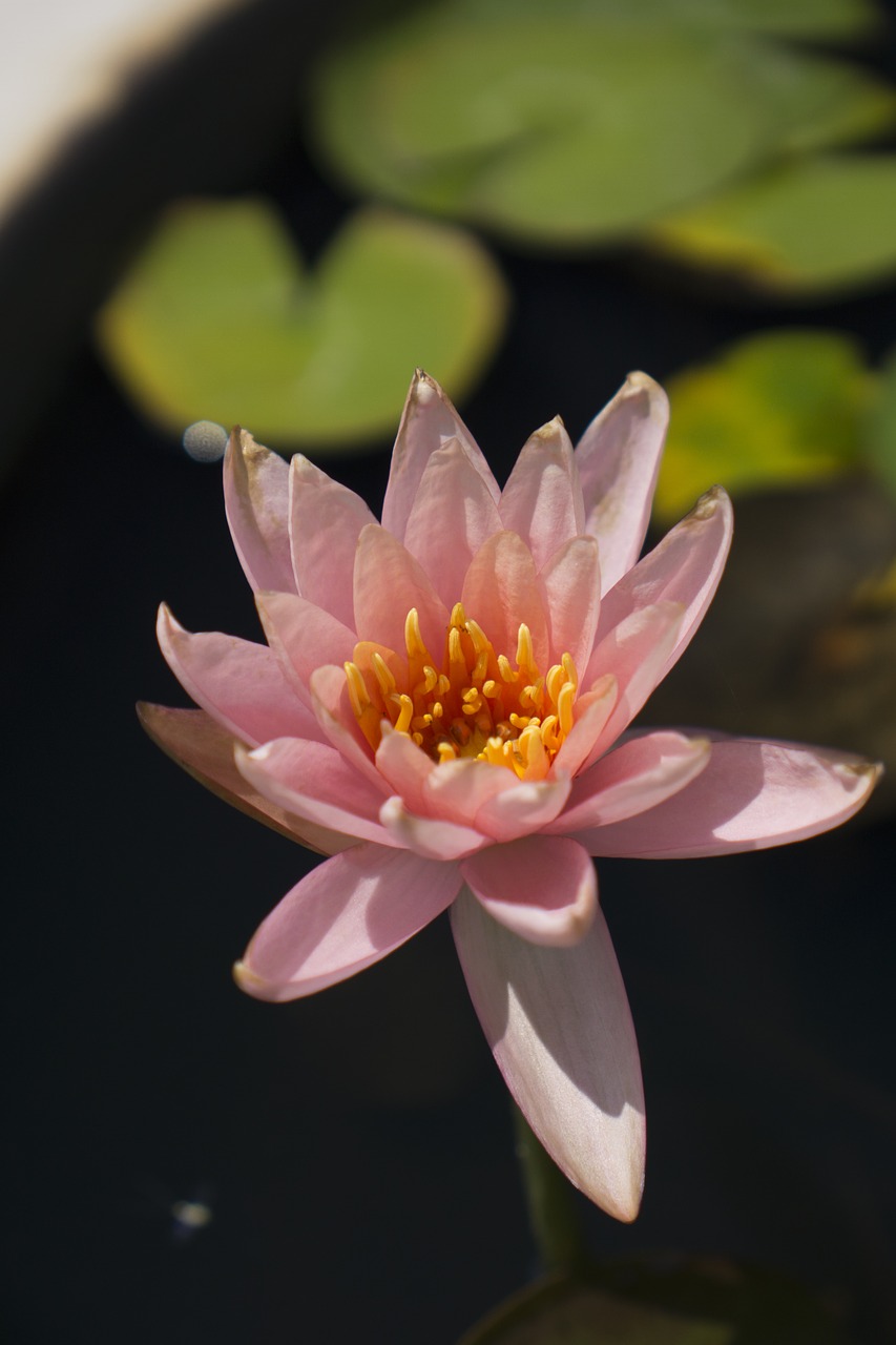 lotus  nature  flower free photo