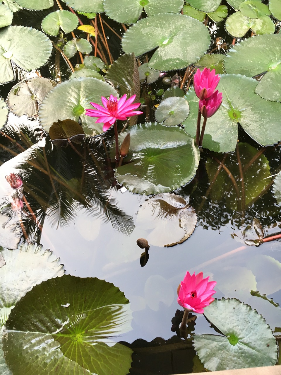 lotus  water  green leaf free photo