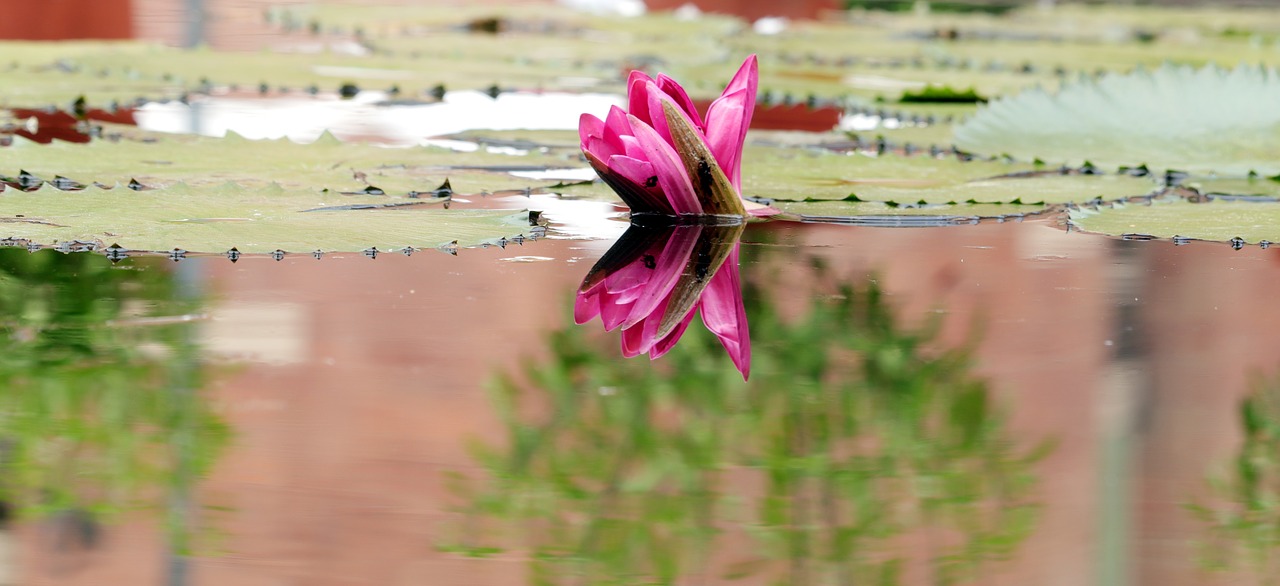 lotus  flower  reflections free photo