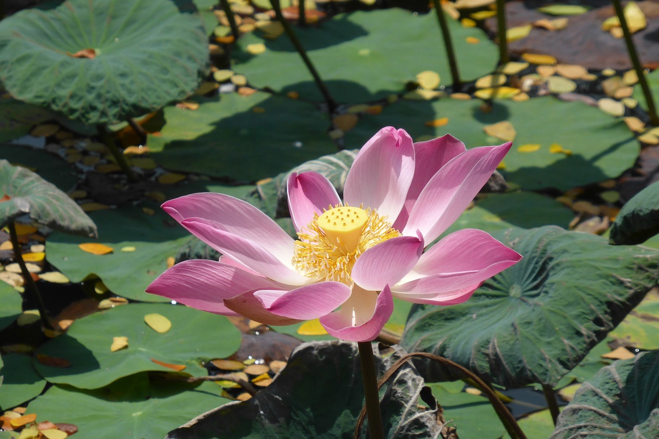 lotus  nature  flower free photo