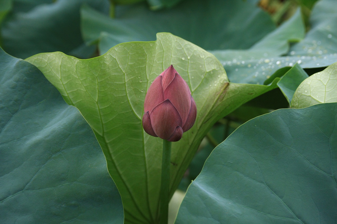 lotus  flowers  plants free photo