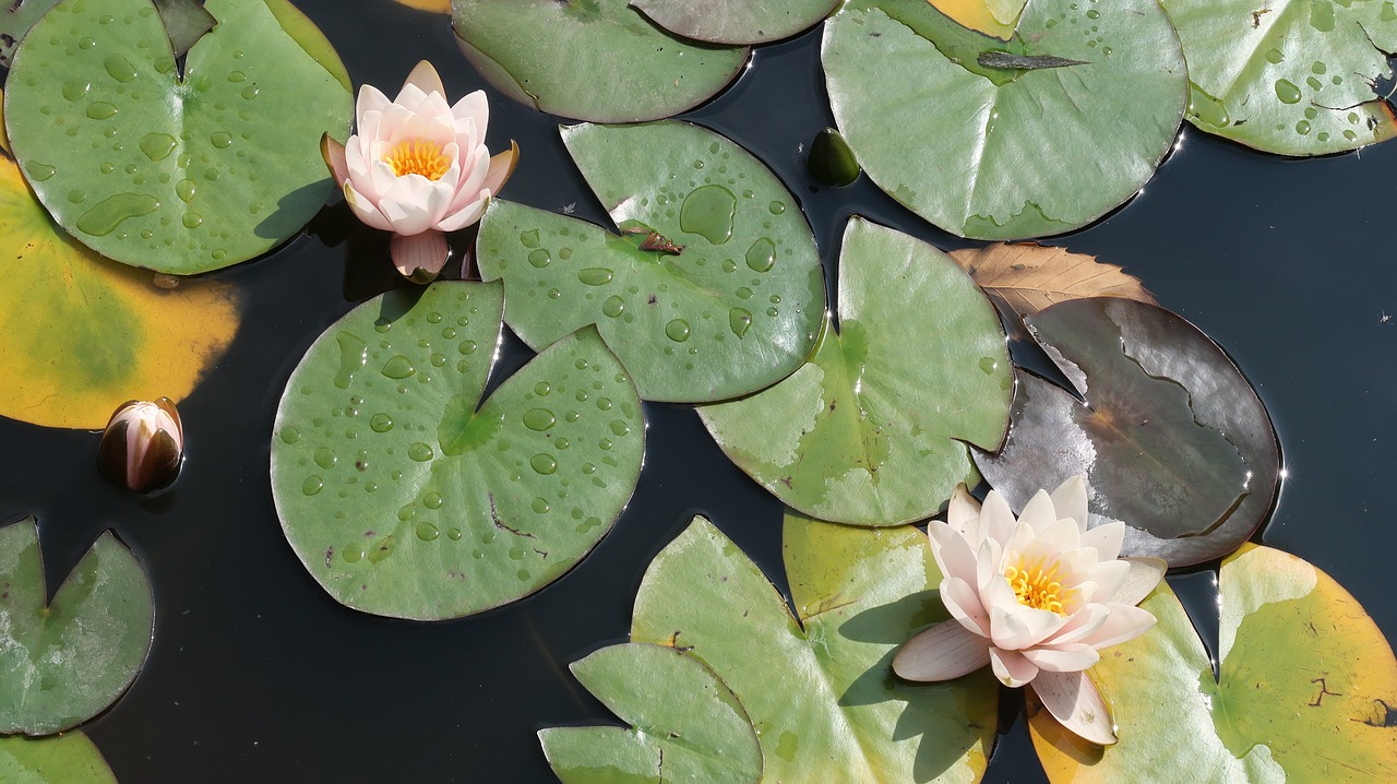 lotus  water lily  england free photo