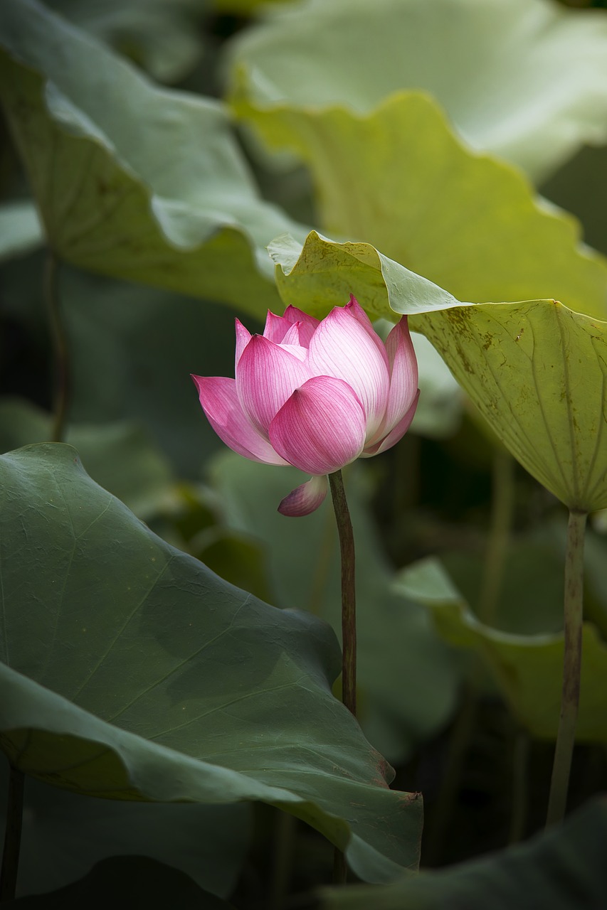 lotus  flower  nature free photo