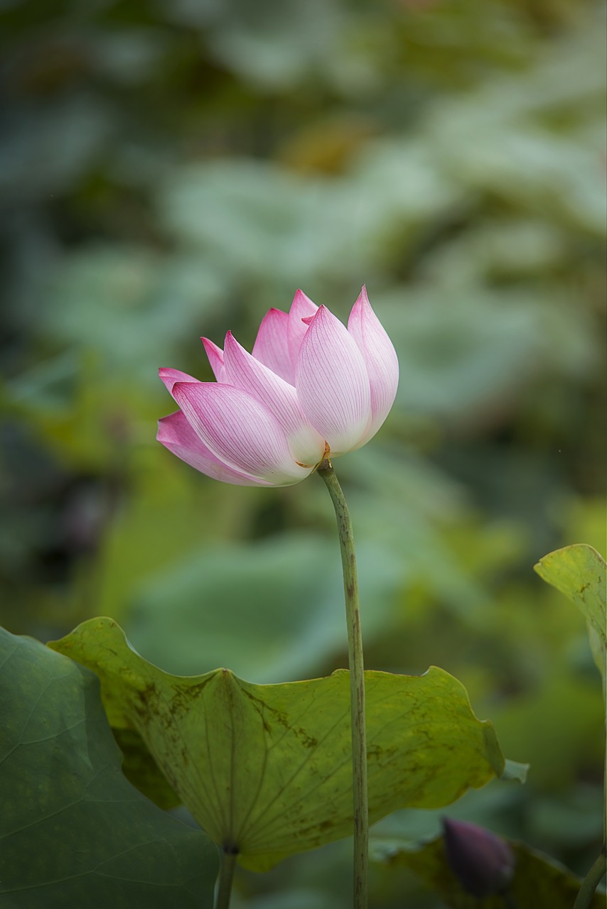 lotus  flower  natural free photo