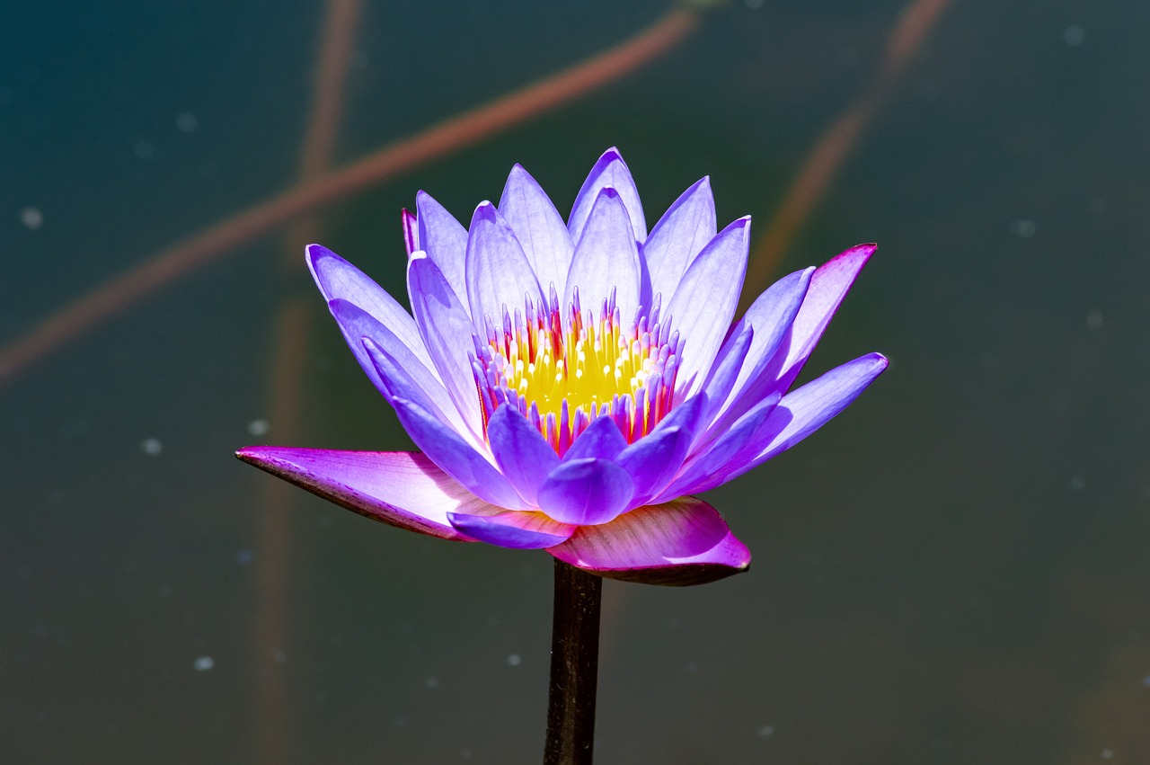 lotus  flower  water free photo