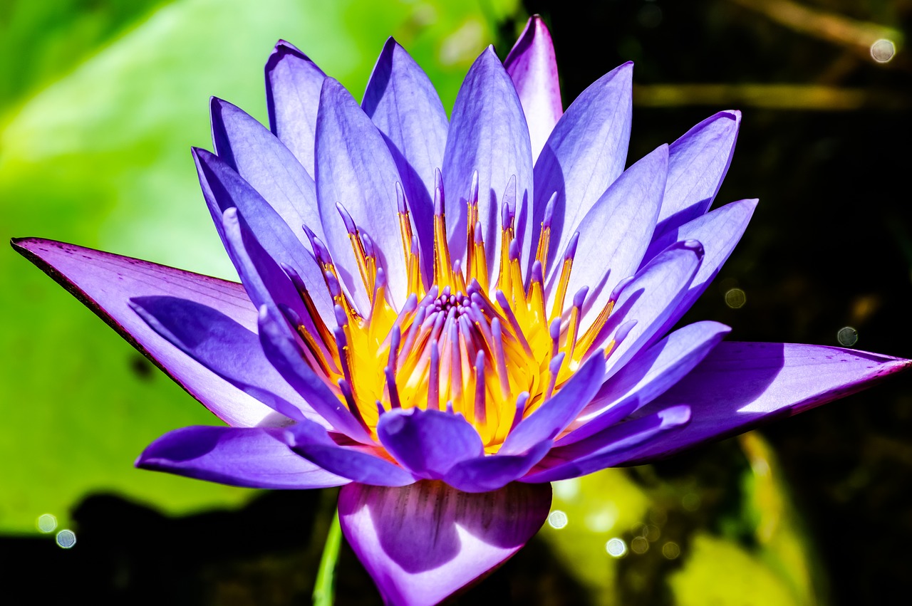 lotus  flower  water free photo