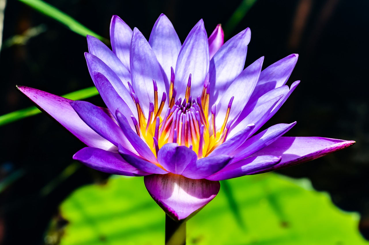 lotus  flower  water free photo