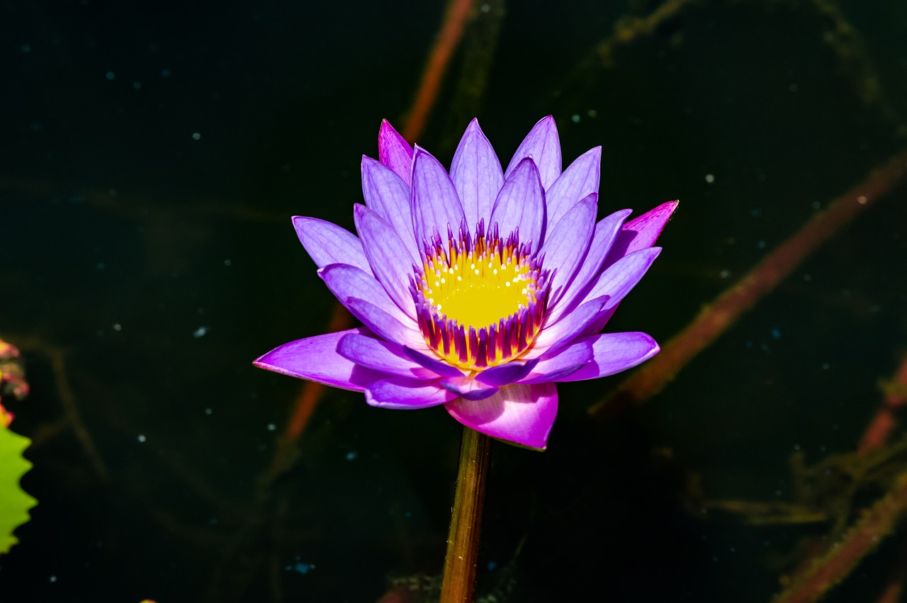 lotus  flower  water free photo